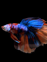 Load image into Gallery viewer, Male Halfmoon - Galaxy #303 - Live Betta Fish
