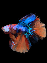 Load image into Gallery viewer, Male Halfmoon - Galaxy #303 - Live Betta Fish
