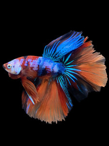 Male Halfmoon - Galaxy #303 - Live Betta Fish