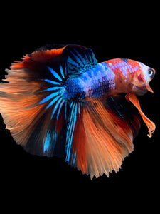 Male Halfmoon - Galaxy #303 - Live Betta Fish