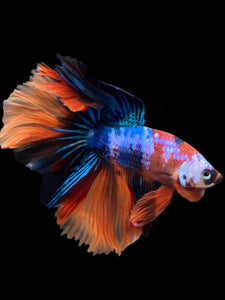 Male Halfmoon - Galaxy #303 - Live Betta Fish