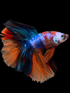 Male Halfmoon - Galaxy #303 - Live Betta Fish