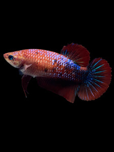 GIANT Female Halfmoon Plakat - Galaxy #304 Live Betta Fish