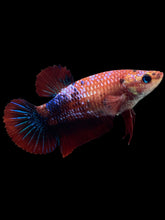 Load image into Gallery viewer, GIANT Female Halfmoon Plakat - Galaxy #304 Live Betta Fish
