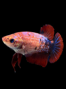 GIANT Female Halfmoon Plakat - Galaxy #304 Live Betta Fish