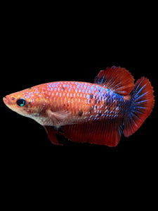 GIANT Female Halfmoon Plakat - Galaxy #304 Live Betta Fish