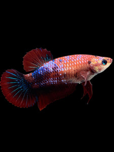 GIANT Female Halfmoon Plakat - Galaxy #304 Live Betta Fish