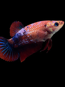 GIANT Female Halfmoon Plakat - Galaxy #304 Live Betta Fish