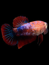 Load image into Gallery viewer, GIANT Female Halfmoon Plakat - Galaxy #304 Live Betta Fish
