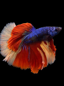 Male Halfmoon - Galaxy #305 - Live Betta Fish