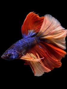 Male Halfmoon - Galaxy #305 - Live Betta Fish