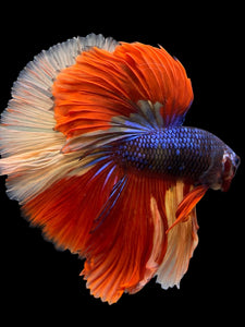 Male Halfmoon - Galaxy #305 - Live Betta Fish