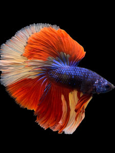 Male Halfmoon - Galaxy #305 - Live Betta Fish