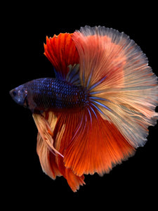 Male Halfmoon - Galaxy #305 - Live Betta Fish