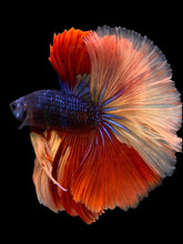 Load image into Gallery viewer, Male Halfmoon - Galaxy #305 - Live Betta Fish
