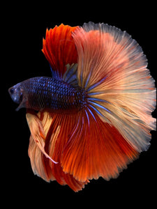 Male Halfmoon - Galaxy #305 - Live Betta Fish