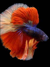 Load image into Gallery viewer, Male Halfmoon - Galaxy #305 - Live Betta Fish
