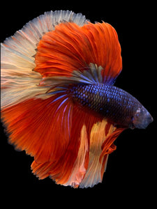 Male Halfmoon - Galaxy #305 - Live Betta Fish