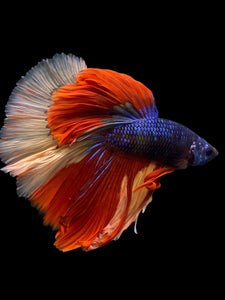 Male Halfmoon - Galaxy #305 - Live Betta Fish