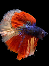 Load image into Gallery viewer, Male Halfmoon - Galaxy #305 - Live Betta Fish
