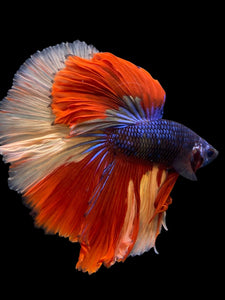 Male Halfmoon - Galaxy #305 - Live Betta Fish