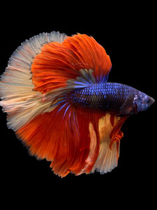 Male Halfmoon - Galaxy #305 - Live Betta Fish