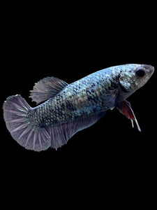 Female Halfmoon Plakat - Copper #306 - Live Betta Fish