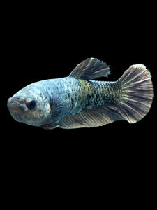 Female Halfmoon Plakat - Copper #306 - Live Betta Fish