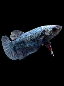 Female Halfmoon Plakat - Copper #306 - Live Betta Fish