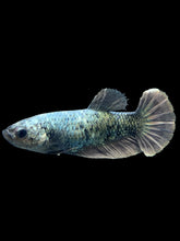 Load image into Gallery viewer, Female Halfmoon Plakat - Copper #306 - Live Betta Fish
