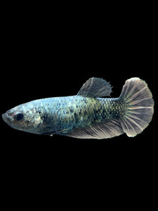 Female Halfmoon Plakat - Copper #306 - Live Betta Fish