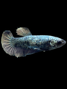 Female Halfmoon Plakat - Copper #306 - Live Betta Fish