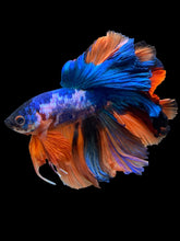 Load image into Gallery viewer, Male Rosetail - Galaxy #307 - Live Betta Fish
