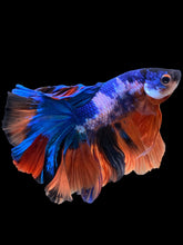 Load image into Gallery viewer, Male Rosetail - Galaxy #307 - Live Betta Fish
