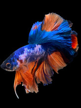 Load image into Gallery viewer, Male Rosetail - Galaxy #307 - Live Betta Fish
