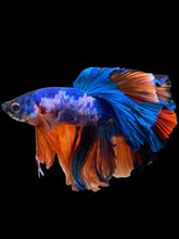 Load image into Gallery viewer, Male Rosetail - Galaxy #307 - Live Betta Fish
