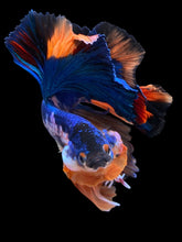 Load image into Gallery viewer, Male Rosetail - Galaxy #307 - Live Betta Fish
