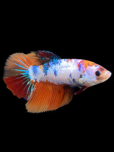 TOP GRADE Female Halfmoon - Galaxy #308 - Live Betta Fish