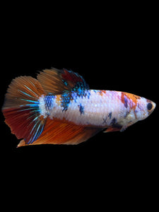 TOP GRADE Female Halfmoon - Galaxy #308 - Live Betta Fish