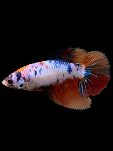 TOP GRADE Female Halfmoon - Galaxy #308 - Live Betta Fish