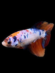 TOP GRADE Female Halfmoon - Galaxy #308 - Live Betta Fish