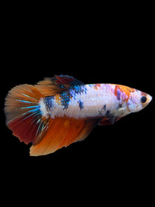 TOP GRADE Female Halfmoon - Galaxy #308 - Live Betta Fish