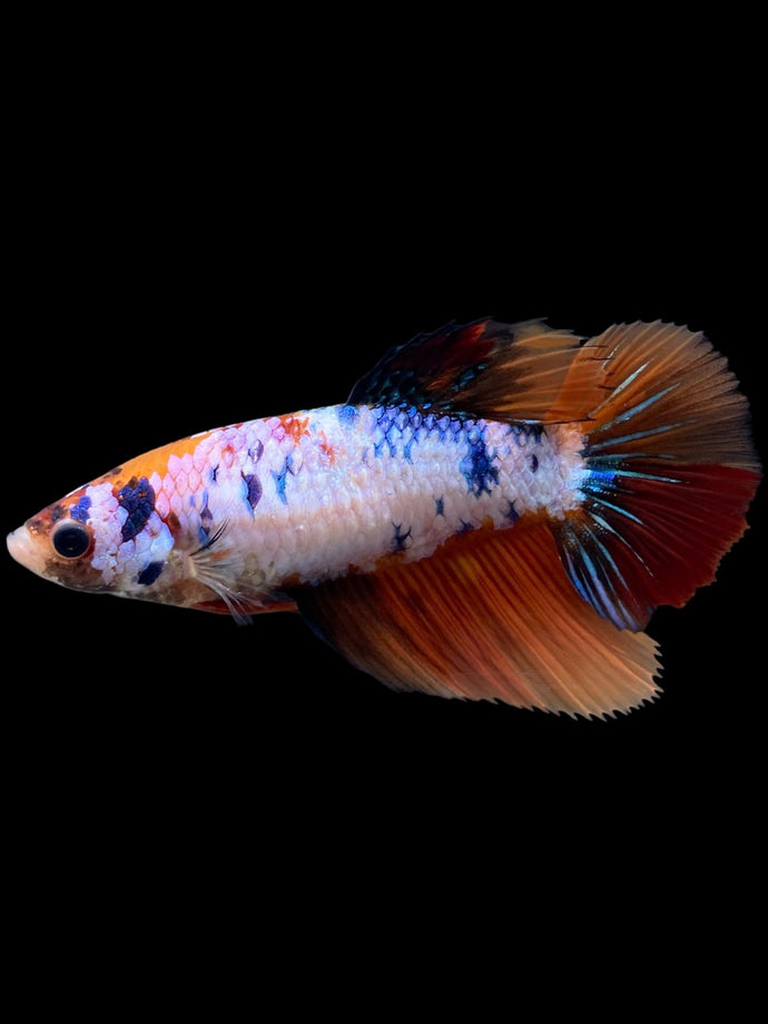 TOP GRADE Female Halfmoon - Galaxy #308 - Live Betta Fish