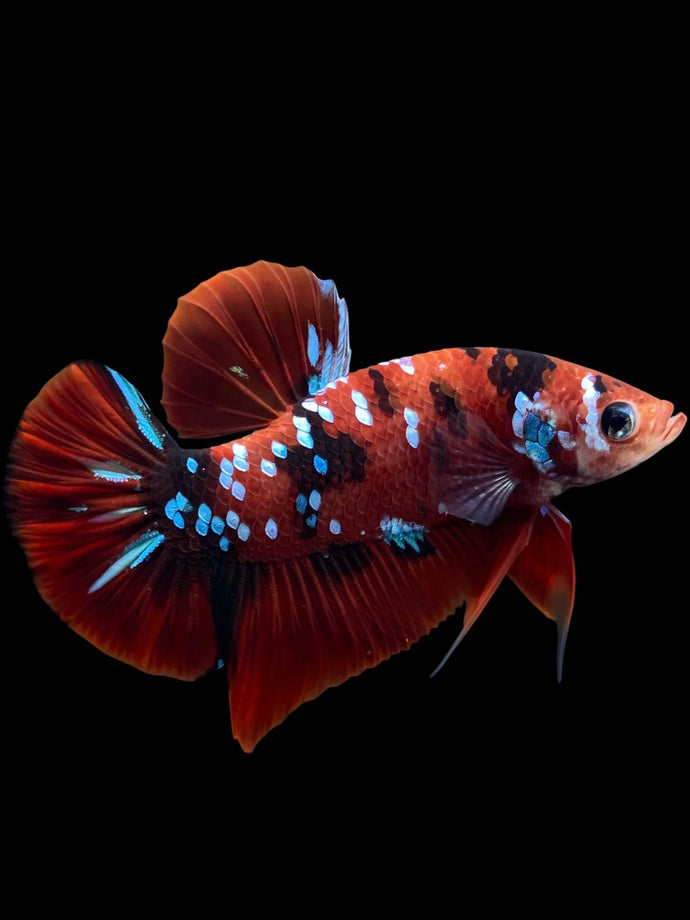 Male Halfmoon Plakat - Red Galaxy #309 - Live Betta Fish