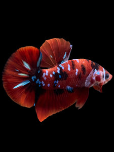 Male Halfmoon Plakat - Red Galaxy #309 - Live Betta Fish