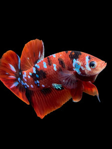 Male Halfmoon Plakat - Red Galaxy #309 - Live Betta Fish