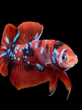 Load image into Gallery viewer, Male Halfmoon Plakat - Red Galaxy #309 - Live Betta Fish
