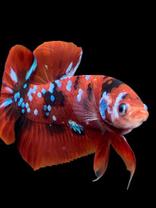 Male Halfmoon Plakat - Red Galaxy #309 - Live Betta Fish