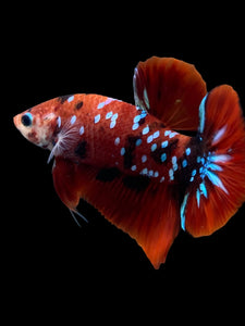 Male Halfmoon Plakat - Red Galaxy #309 - Live Betta Fish