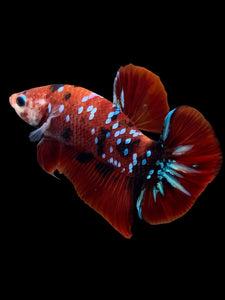 Male Halfmoon Plakat - Red Galaxy #309 - Live Betta Fish